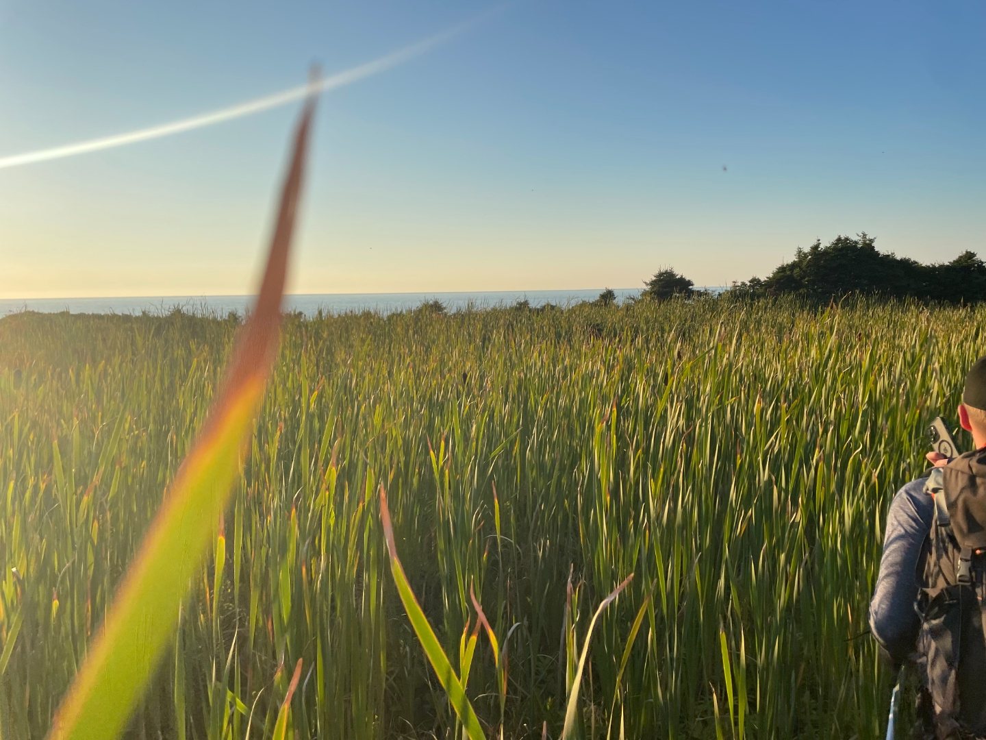 Tall coastal grasses catching low evening light with the sea on the horizon